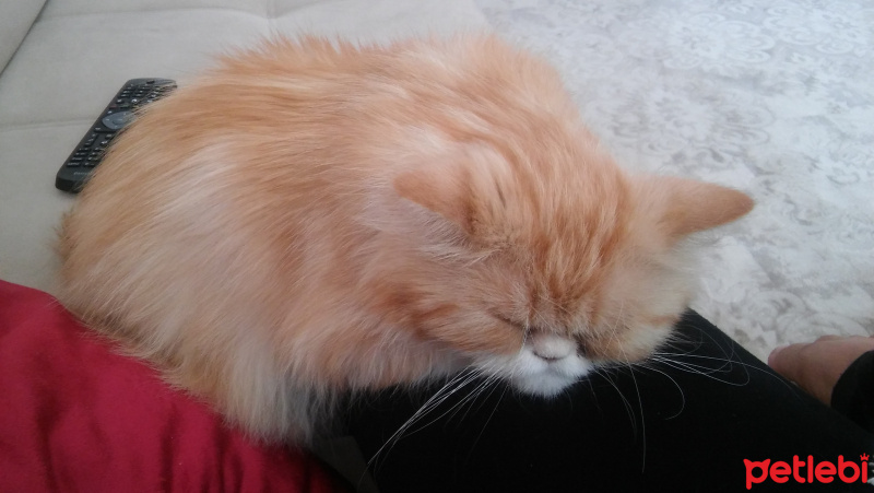 İran Kedisi (Persian), Kedi  mia fotoğrafı
