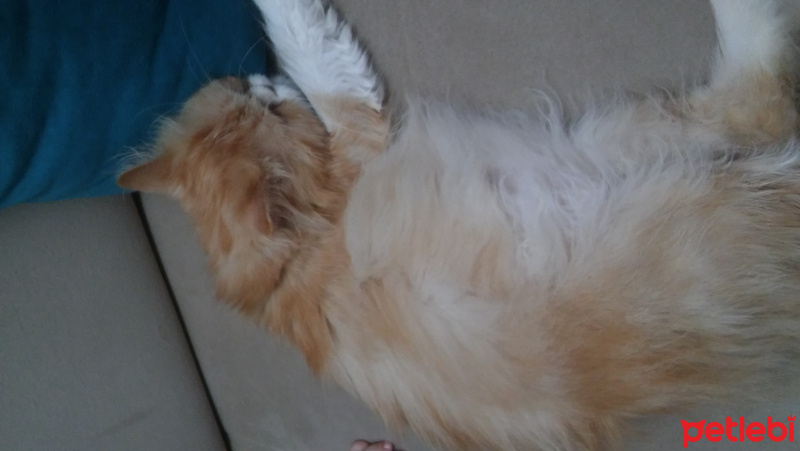 İran Kedisi (Persian), Kedi  mia fotoğrafı