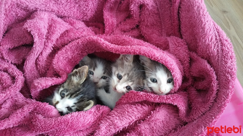 Tekir Kedi, Kedi  Sokak kedisi fotoğrafı