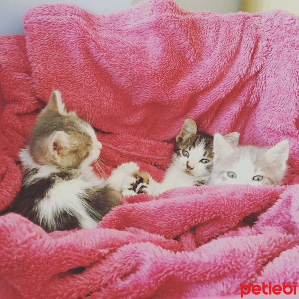 Tekir Kedi, Kedi  Sokak kedisi fotoğrafı