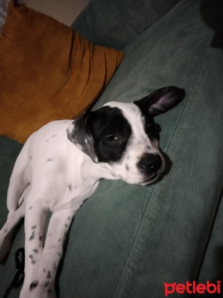 Alman Kısa Tüylü Pointer, Köpek  Çilek fotoğrafı