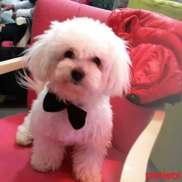 Maltese, Köpek  laki fotoğrafı