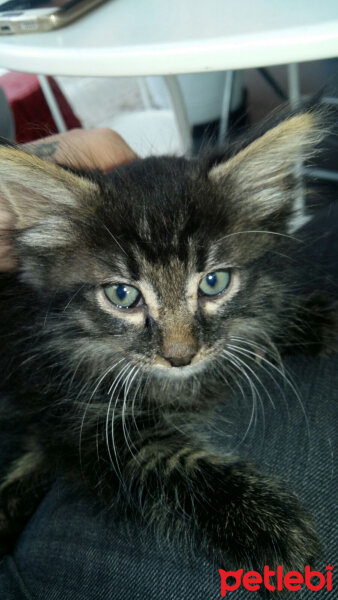 Maine Coon, Kedi  Mercan fotoğrafı