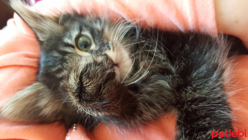 Maine Coon, Kedi  Mercan fotoğrafı