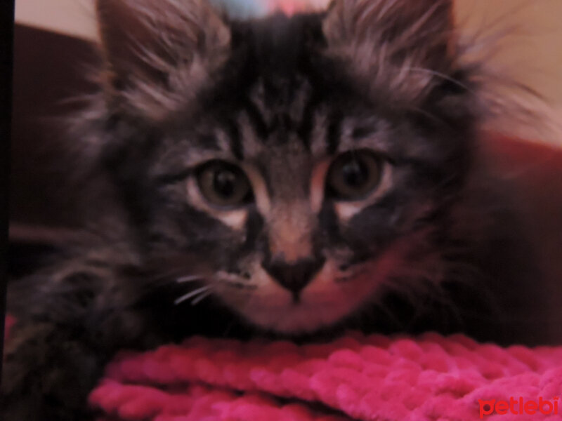 Maine Coon, Kedi  Mercan fotoğrafı