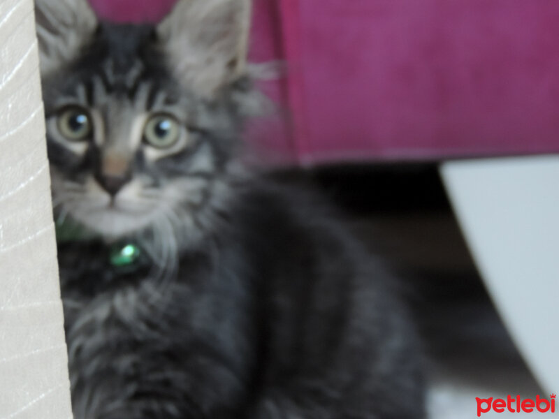 Maine Coon, Kedi  Mercan fotoğrafı