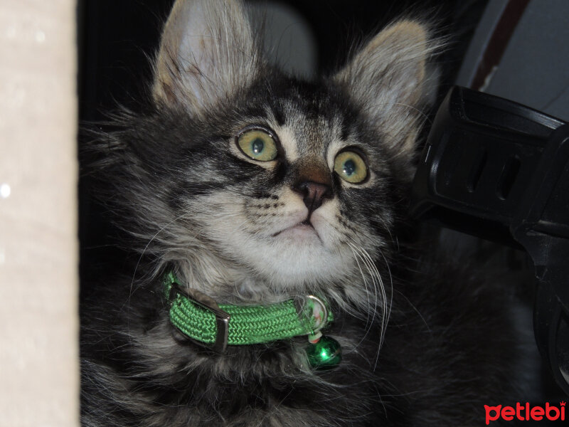 Maine Coon, Kedi  Mercan fotoğrafı