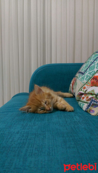 Tekir Kedi, Kedi  Leo fotoğrafı