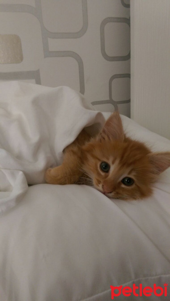 Tekir Kedi, Kedi  Leo fotoğrafı