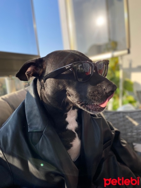 Amerikan Pitbull Terrier, Köpek  Money fotoğrafı