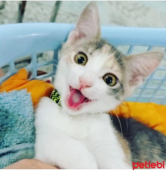 Tekir Kedi, Kedi  Bulut fotoğrafı