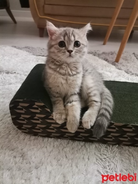 British Shorthair, Kedi  Tarçın fotoğrafı
