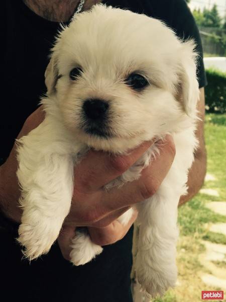 Maltese, Köpek  AŞK fotoğrafı