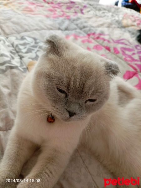 Scottish Fold, Kedi  Pamuk fotoğrafı