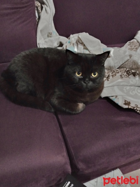 British Shorthair, Kedi  Merlot fotoğrafı
