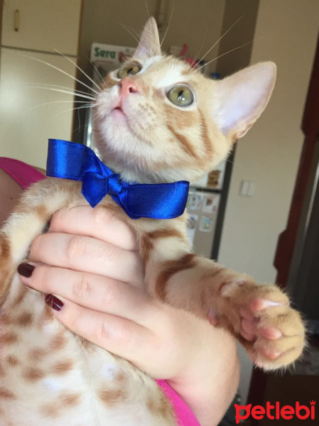 Tekir Kedi, Kedi  Toprak fotoğrafı