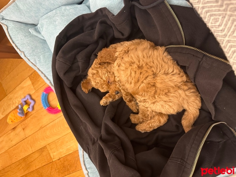 Poodle(Standart Kaniş), Köpek  ALVİN fotoğrafı