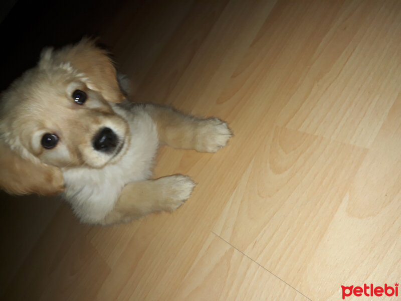 Golden Retriever, Köpek  Lucky fotoğrafı