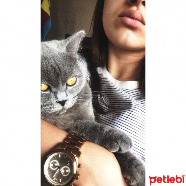 British Shorthair, Kedi  Naz fotoğrafı
