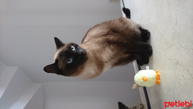 Siyam Kedisi, Kedi  Tarçın fotoğrafı