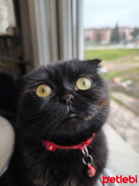 Scottish Fold, Kedi  Mia fotoğrafı