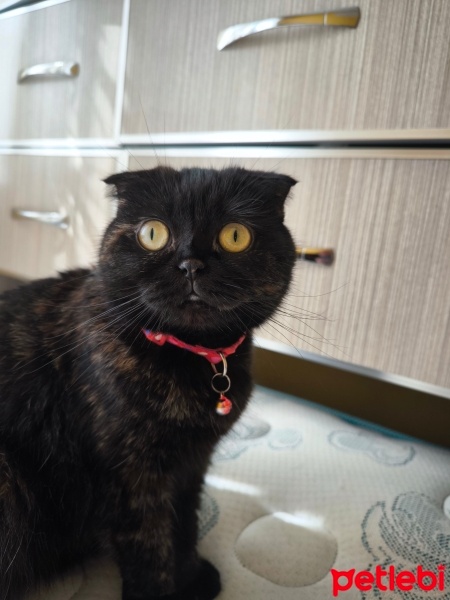 Scottish Fold, Kedi  Mia fotoğrafı