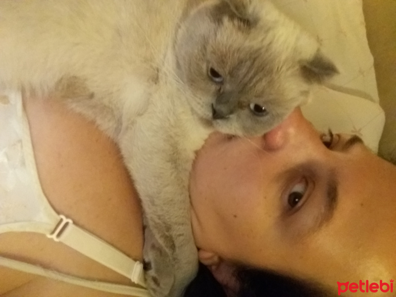 Scottish Fold, Kedi  Venus fotoğrafı