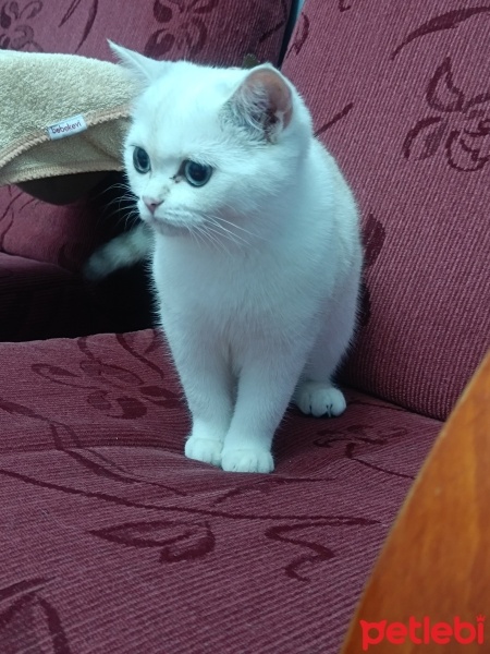 British Shorthair, Kedi  Pamuk fotoğrafı