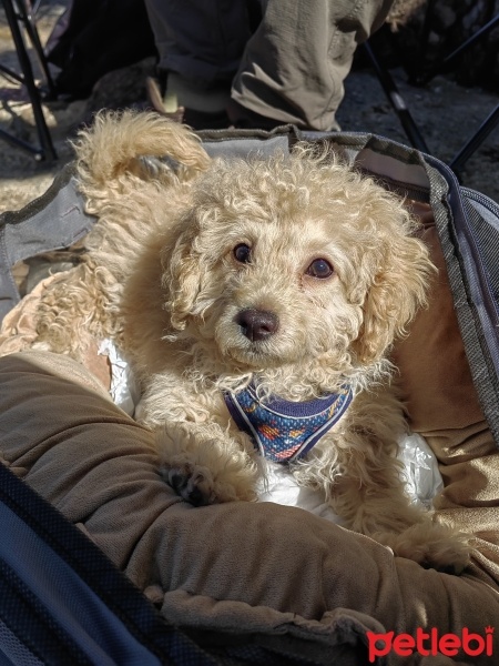 Poodle(Standart Kaniş), Köpek  Dolly fotoğrafı