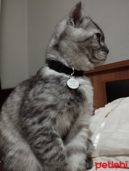 Scottish Fold, Kedi  Sushi fotoğrafı