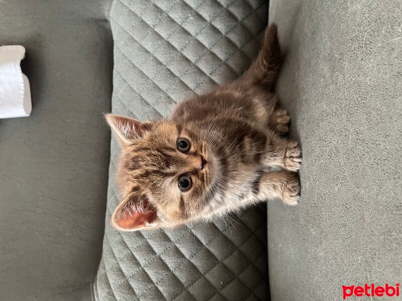 British Shorthair, Kedi  British Shorthair fotoğrafı