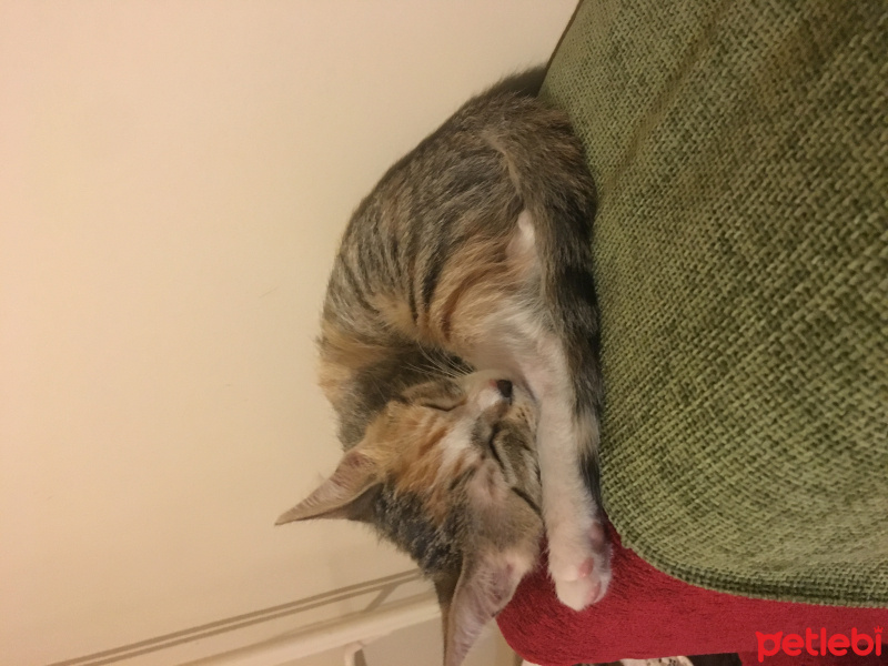 Tekir Kedi, Kedi  Ponçik fotoğrafı