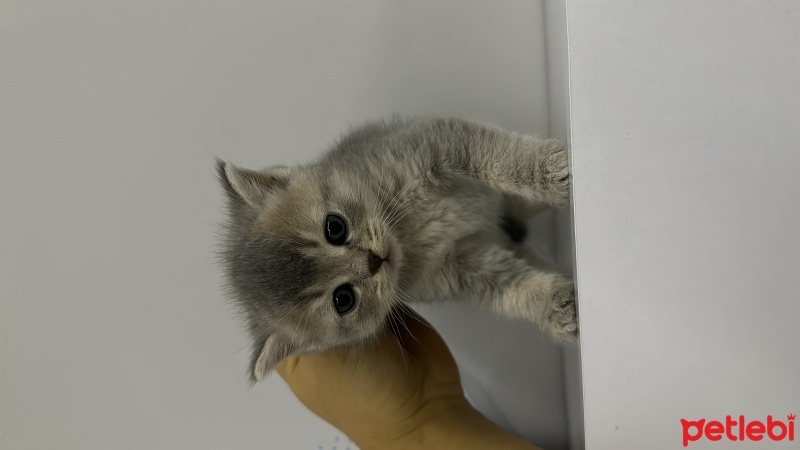 British Longhair, Kedi  luna fotoğrafı