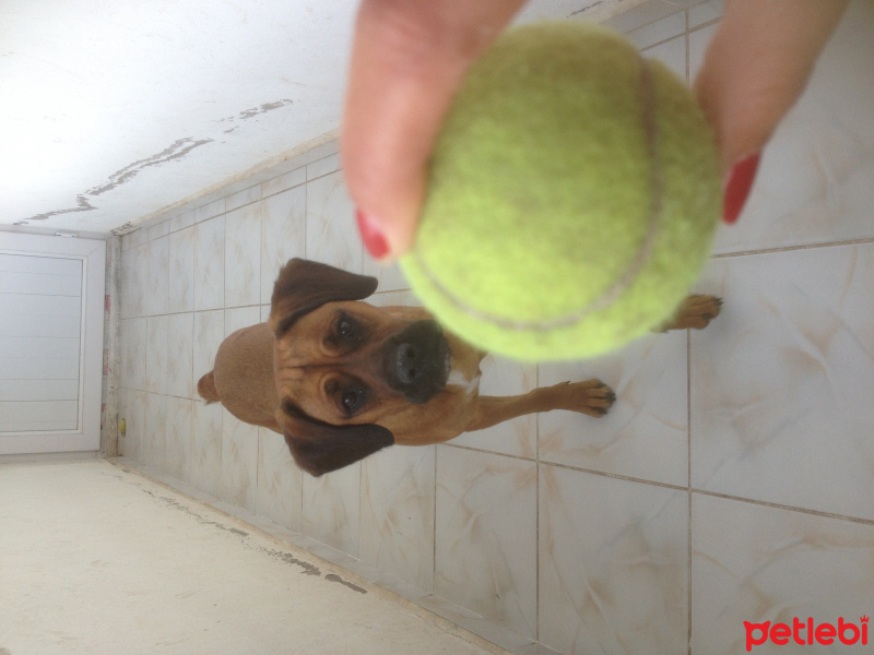 Boxer, Köpek  Cleo fotoğrafı
