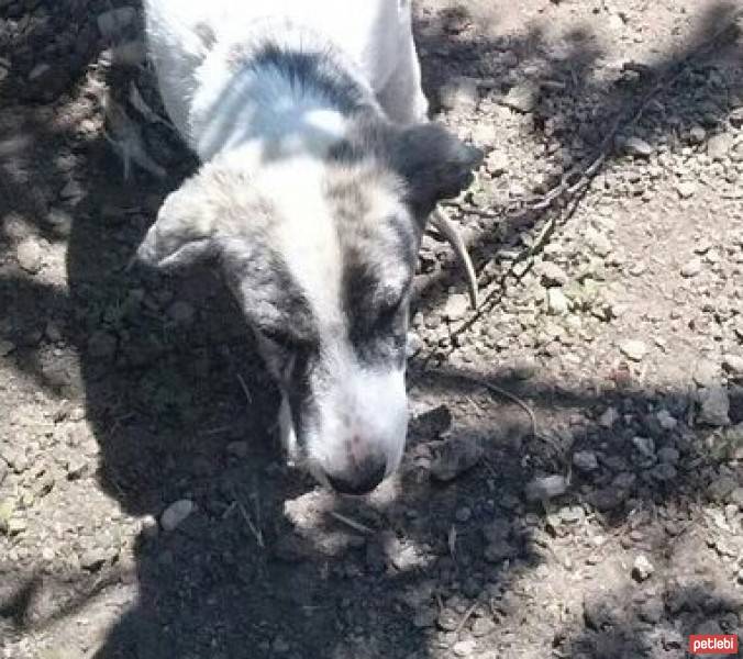 Kangal, Köpek  Prens fotoğrafı