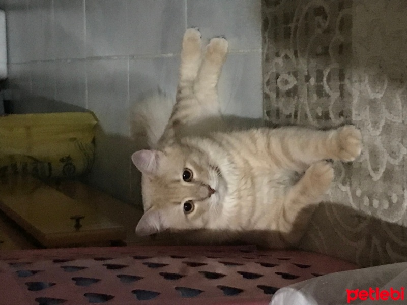 Sarman, Kedi  bal fotoğrafı