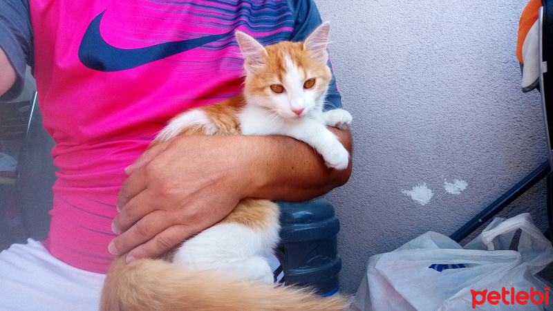 Soke, Kedi  Simba fotoğrafı