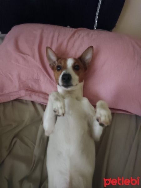 Jack Russell Terrier, Köpek  LORD fotoğrafı