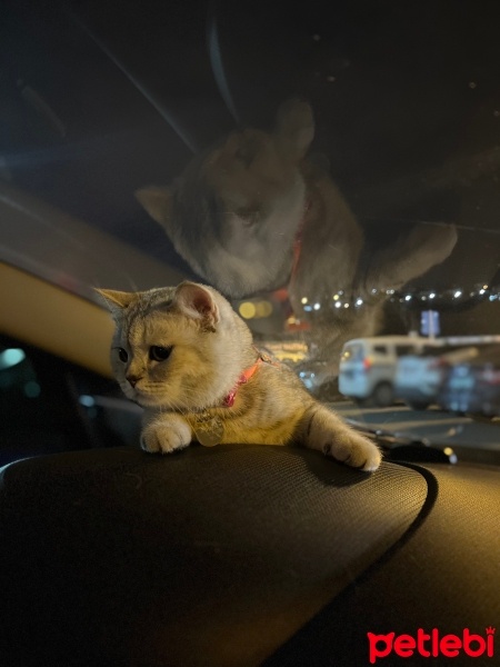 British Shorthair, Kedi  Arya fotoğrafı