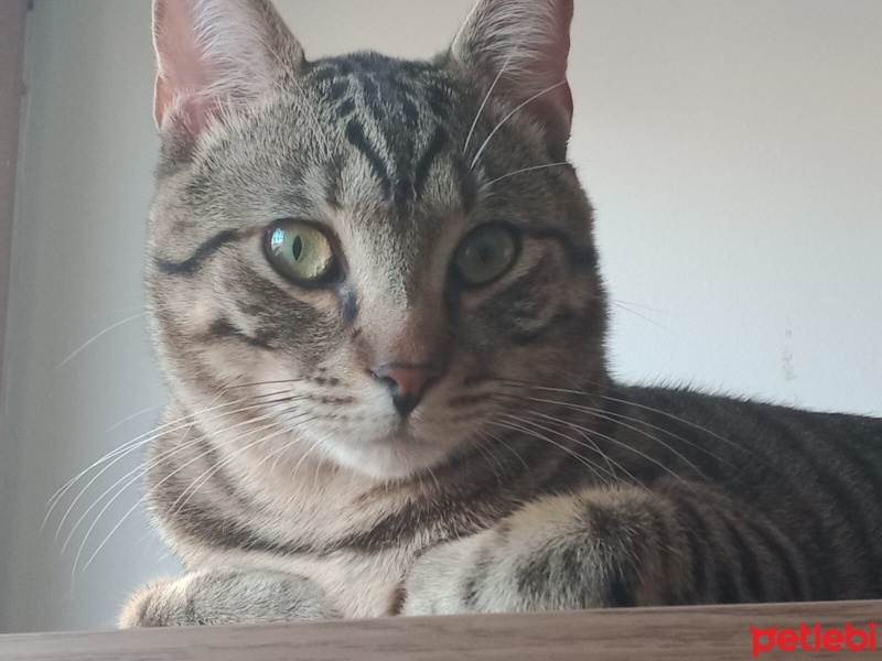 Tekir Kedi, Kedi  Balım fotoğrafı