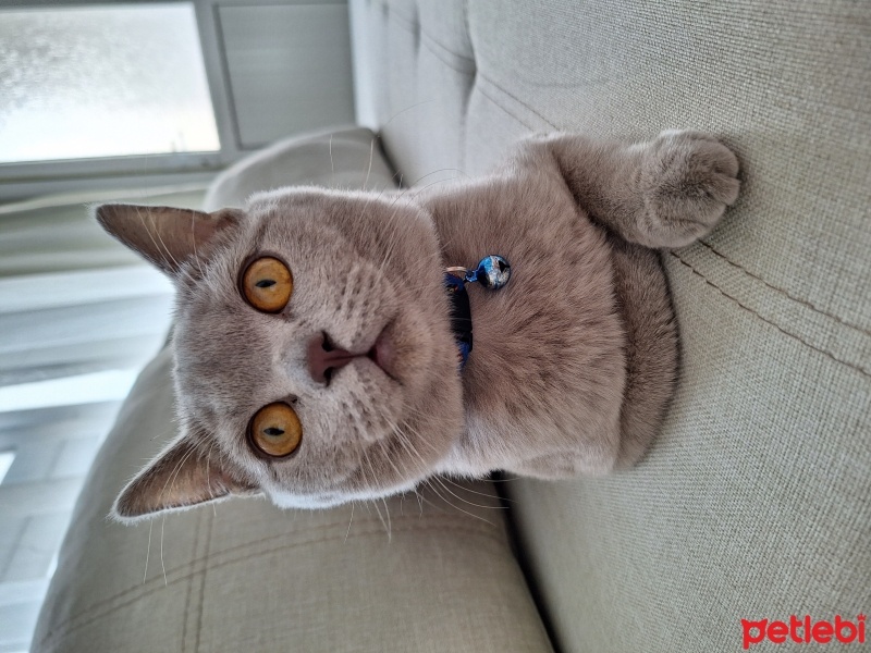 British Shorthair, Kedi  Duman fotoğrafı