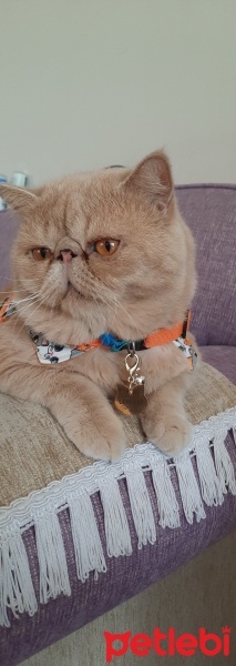 Exotic Shorthair, Kedi  Leblebi fotoğrafı