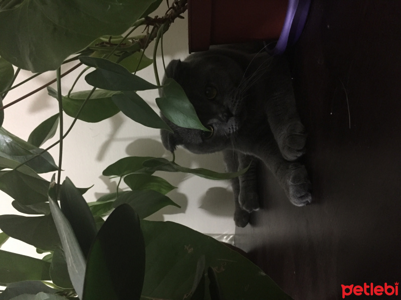 Scottish Fold, Kedi  Babür fotoğrafı