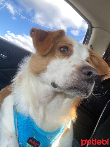 Jack Russell Terrier, Köpek  Aden fotoğrafı
