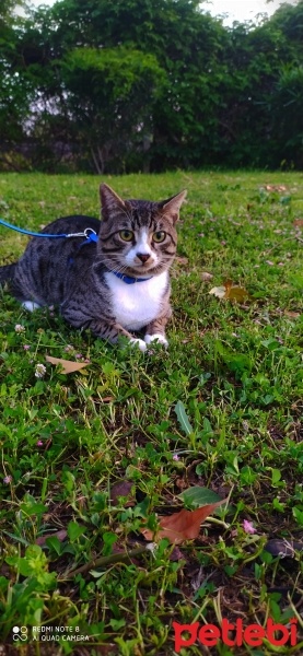 Tekir Kedi, Kedi  Paşa fotoğrafı