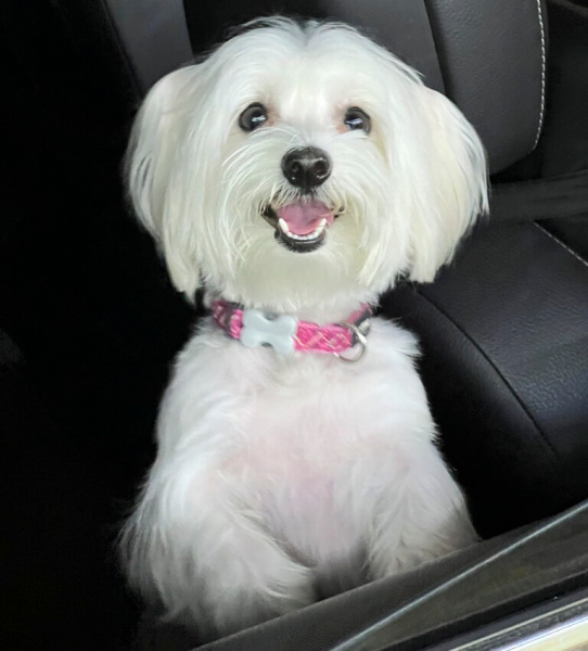 Maltese, Köpek  Masha fotoğrafı