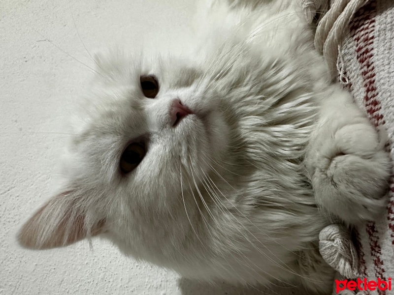 British Longhair, Kedi  Bulut fotoğrafı