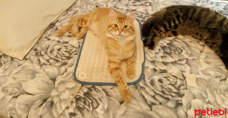 Tekir Kedi, Kedi  Akdeniz & Mavi ACİL SAHİPLENDİRME fotoğrafı