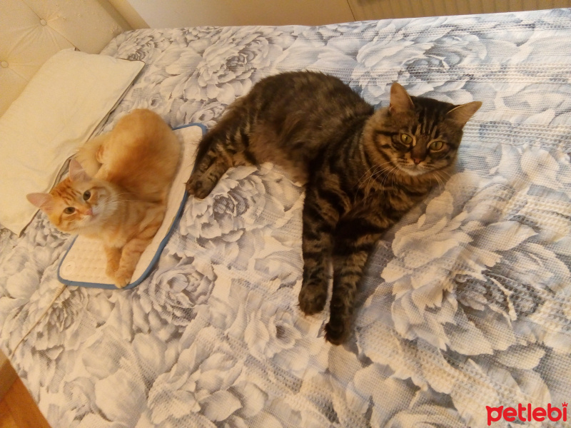 Tekir Kedi, Kedi  Akdeniz & Mavi ACİL SAHİPLENDİRME fotoğrafı