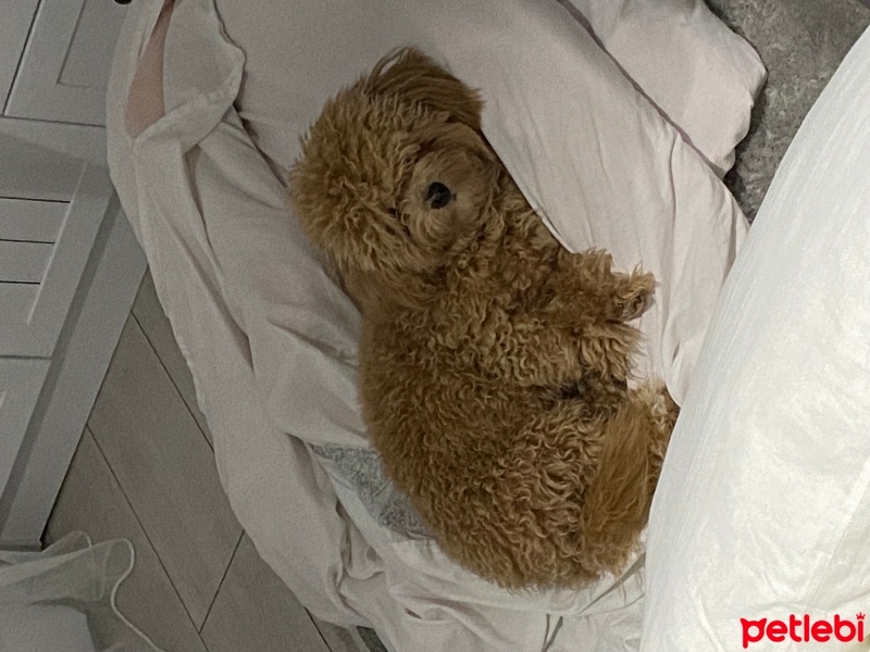 Poodle (Minyatür Kaniş), Köpek  Noodle fotoğrafı